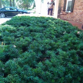 Bush Trimming by Cut and Go reviewed on June 20, 2022