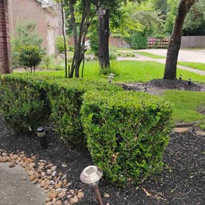 Bush Trimming by Handy man services reviewed on April 4, 2023