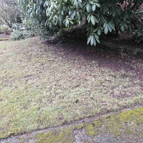 Cleanups by Finest Edge Lawn Care reviewed on April 15, 2022