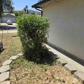 Bush Trimming by Kc Lawn service reviewed on August 12, 2023