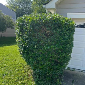 Bush Trimming by Jennifer Butler reviewed on June 23, 2022