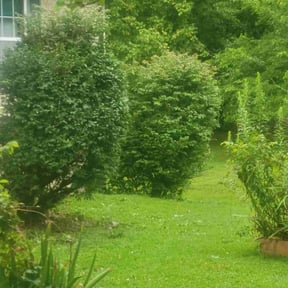 Bush Trimming by Ebenezer Lawn Care reviewed on November 6, 2022