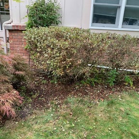 Bush Trimming by Taylorscapes INC reviewed on July 6, 2025