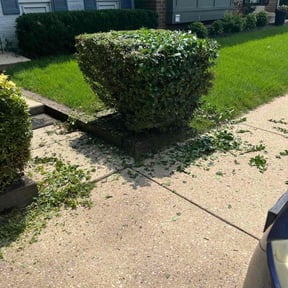 Bush Trimming by Scott Lawncare reviewed on July 10, 2022