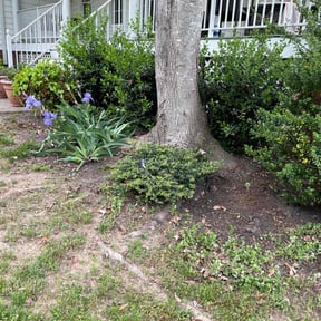 Leaf Removal by Hickmon Homes LLC reviewed on June 29, 2022