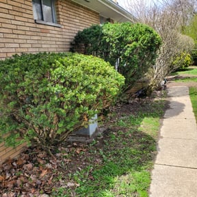 Bush Trimming by Luxurious Landscapes reviewed on June 10, 2022