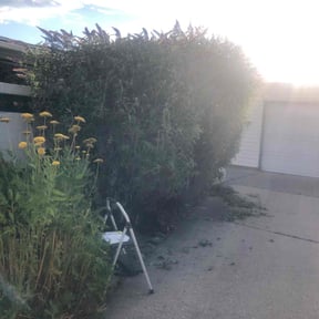 Bush Trimming by Bearnson Lawn And Maintenance reviewed on August 1, 2022