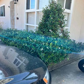 Bush Trimming by MI Lawn Care reviewed on June 22, 2020