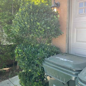 Bush Trimming by Carlos One Stop Landscaping reviewed on April 1, 2025