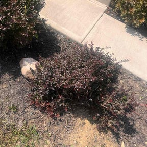 Flower Bed Weeding by Guerrero reviewed on July 4, 2022