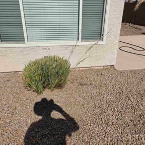 Bush Trimming by Richard Kidman reviewed on December 15, 2023