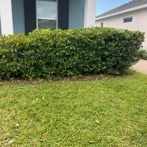 Bush Trimming by DMD LAWN SVC reviewed on June 27, 2022