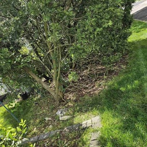 Leaf Removal by Nextdoor Lawn Services LLC reviewed on June 7, 2022