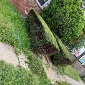 Bush Trimming by Mr G's HandyMan & Lawn pro.service reviewed on June 1, 2022