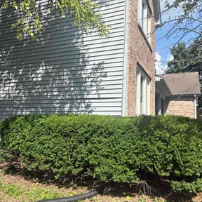 Bush Trimming by Contreras Outdoors reviewed on November 20, 2023