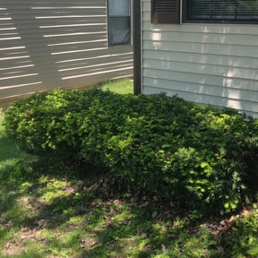 Bush Trimming by M & F Landscaping Services LLC reviewed on April 25, 2022