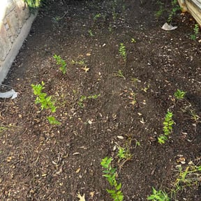 Leaf Removal by Grasman LLC reviewed on May 5, 2025