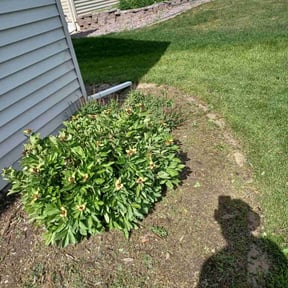 Weed Pulling by Clemente Ariza reviewed on April 26, 2022