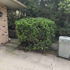 Bush Trimming by Lawncare reviewed on October 4, 2021