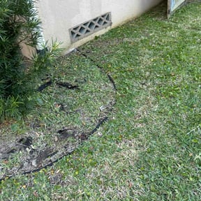 Weeding by Pro Tek Enterprise LLC reviewed on August 17, 2024