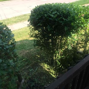 Bush Trimming by Undefeated Landscaping LLC. reviewed on May 23, 2022