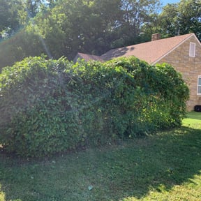 Bush Trimming by ST. JAMES PROFESSIONAL SERVICES GROUP LLC reviewed on September 22, 2024