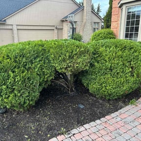 Bush Trimming by PizzaCuts reviewed on May 15, 2025