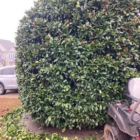 Bush Trimming by Waters Landscaping reviewed on April 5, 2022