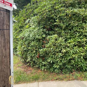 Bush Trimming by Geaux Superior Landscaping reviewed on July 21, 2022