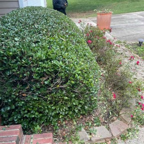 Bush Trimming by Mario Smith reviewed on August 4, 2022