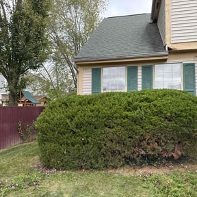 Bush Trimming by W. D. Giampa Lawn & Landscapes, INC. reviewed on May 26, 2022