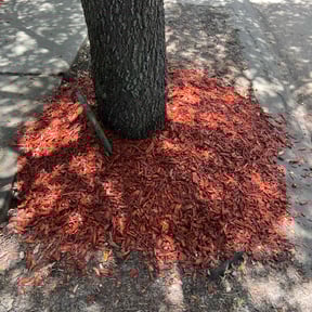 Mulching by Maltos Landscaping LLC reviewed on November 23, 2023