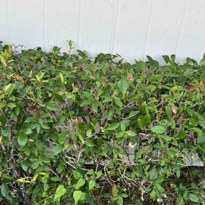 Bush Trimming by Texas Best Lawn and Farm reviewed on May 23, 2022