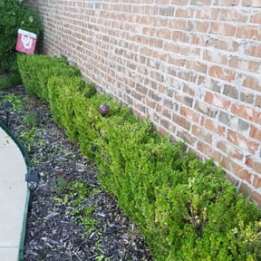 Bush Trimming by Triple Diamond Landscaping reviewed on June 13, 2024