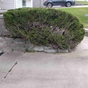 Bush Trimming by Terra Fate Lawncare & Landscape Restoration reviewed on July 29, 2025