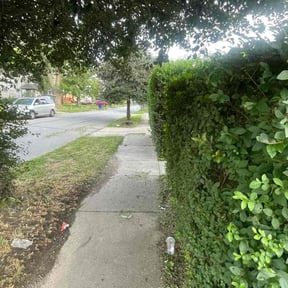 Bush Trimming by The Williams reviewed on November 16, 2023