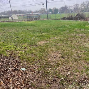 Leaf Removal by MVP Services and Lawn care6 reviewed on June 18, 2022