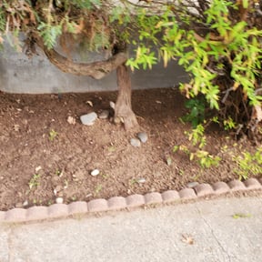 Leaf Removal by Mow it  &amp; Blow it reviewed on April 18, 2025