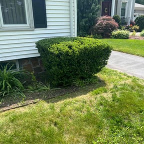 Bush Trimming by Serenity Lawn Care and Property Maintenance reviewed on July 8, 2022