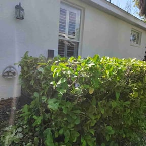 Bush Trimming by Escobar Landscaping reviewed on June 18, 2022