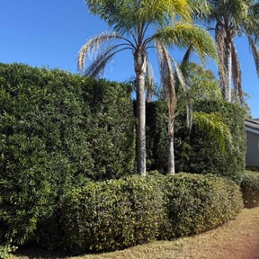 Bush Trimming by BB United reviewed on July 14, 2022