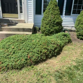 Bush Trimming by Artavius  Clark reviewed on July 18, 2025