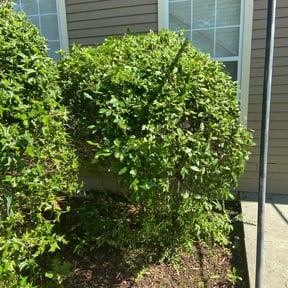 Bush Trimming by Arbor Tech Tree &amp; Landscape reviewed on February 27, 2025