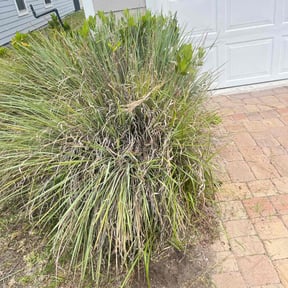 Bush Trimming by Green's Touch Lawn Care Services reviewed on May 29, 2022
