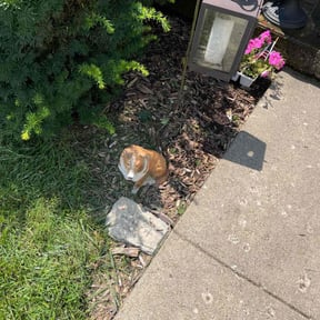 Flower Bed Weeding by A. Shook reviewed on August 12, 2024