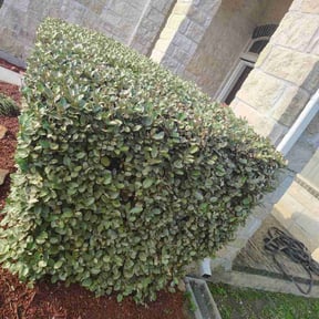 Bush Trimming by Isabell lawn services reviewed on June 20, 2022