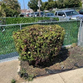 Bush Trimming by Devin Holmes-Day reviewed on May 26, 2022