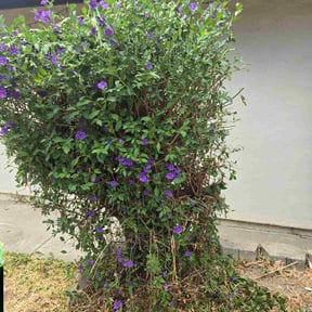 Bush Trimming by Guillen Lawn Care reviewed on December 13, 2024