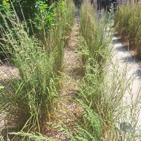Flower Bed Weeding by Tim's Discount Lawn reviewed on June 18, 2022
