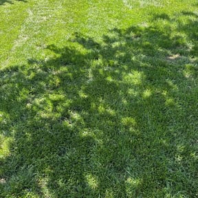 Bush Trimming by Ozzys lawn care reviewed on July 23, 2021